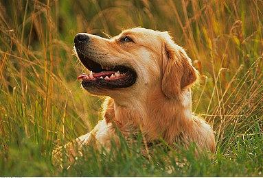 好评如潮合作游戏《深岩银河》第3赛季推出 周末免费畅玩